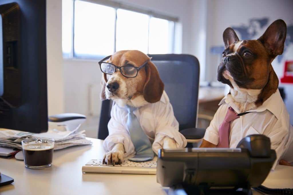 Dog dressed as business person, sitting at desk