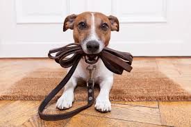 Puppy holding leash in mouth, ready to go