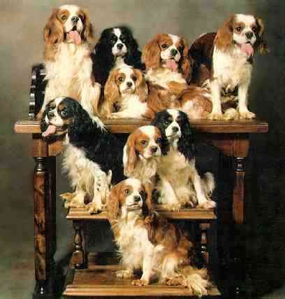 Group of 8+ of King Charles Cavalier Spaniels